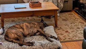 Ein gemütliches Wohnzimmer mit einer Couch, einem Couchtisch und einem Hund, der auf einem Teppich liegt.