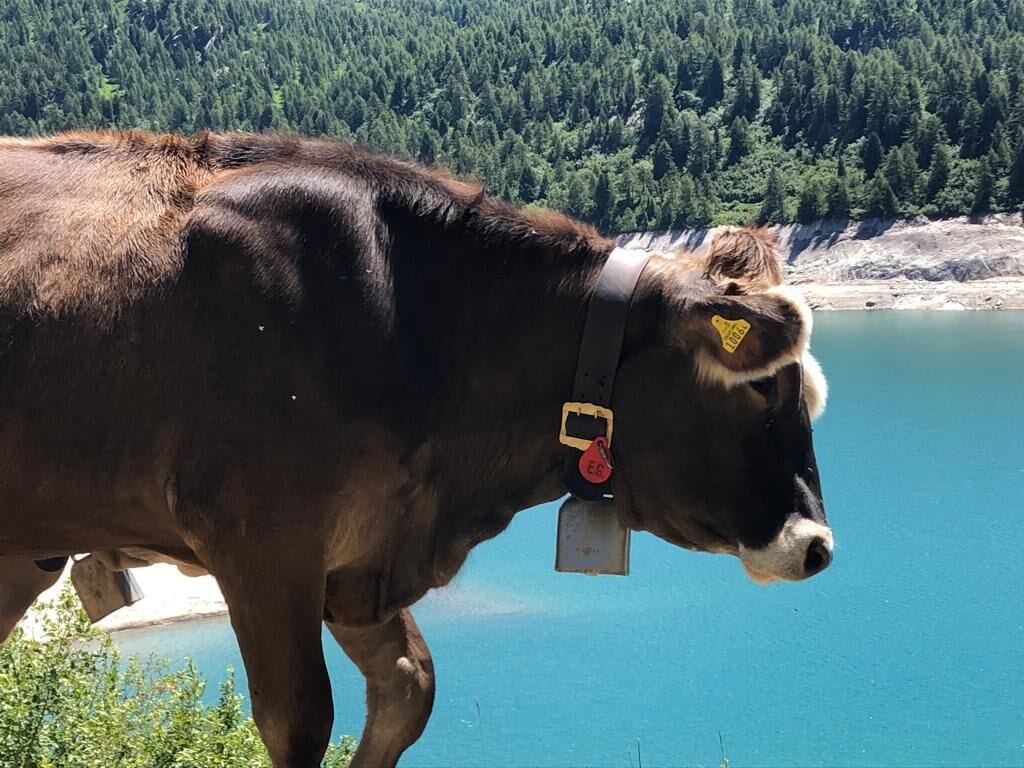 Una vaca con collarina y placa identificativa junto a un cuerpo de agua, con un paisaje montañoso cubierto de bosque al fondo.