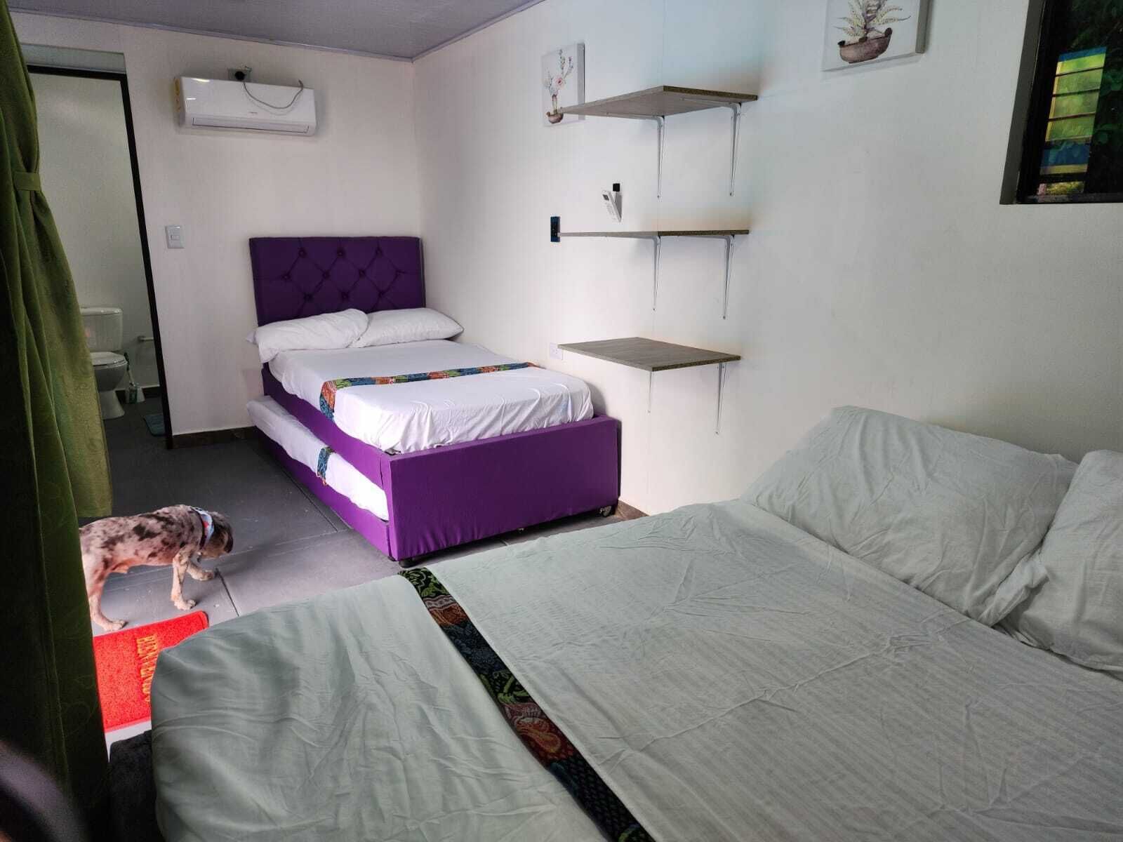 A bedroom with a purple bed, white bedding, a small dog, and a red rug.