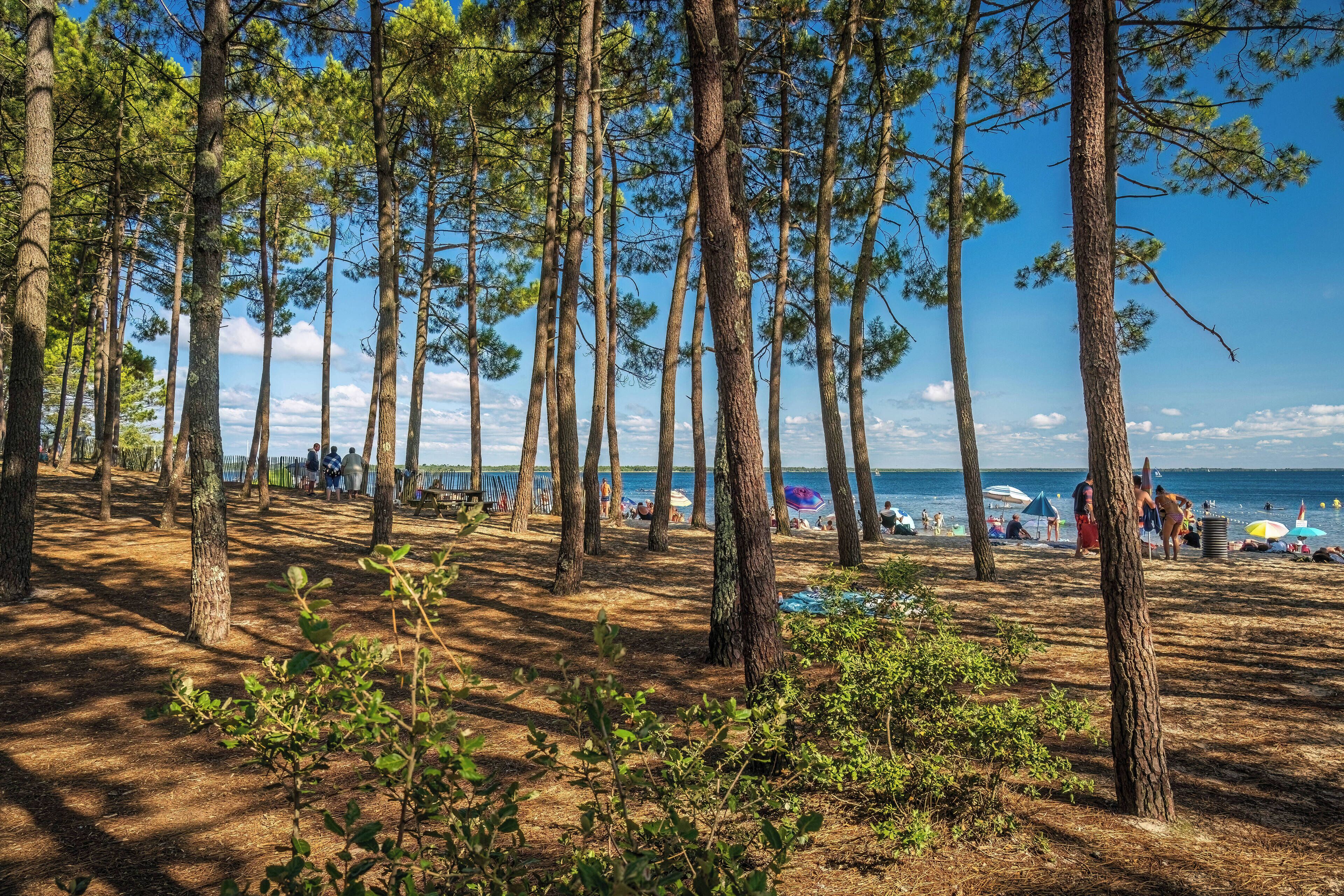 Une zone boisée avec de grands pins et une plage en arrière-plan.