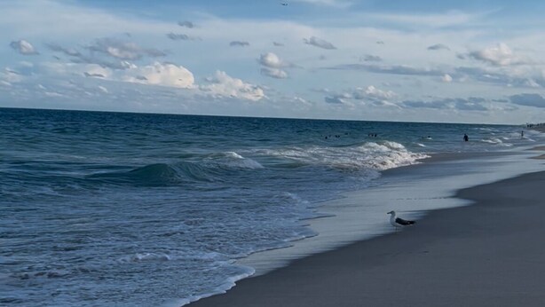 Una playa con huellas que conducen al agua, una gaviota en la arena y olas rompiendo en la orilla.