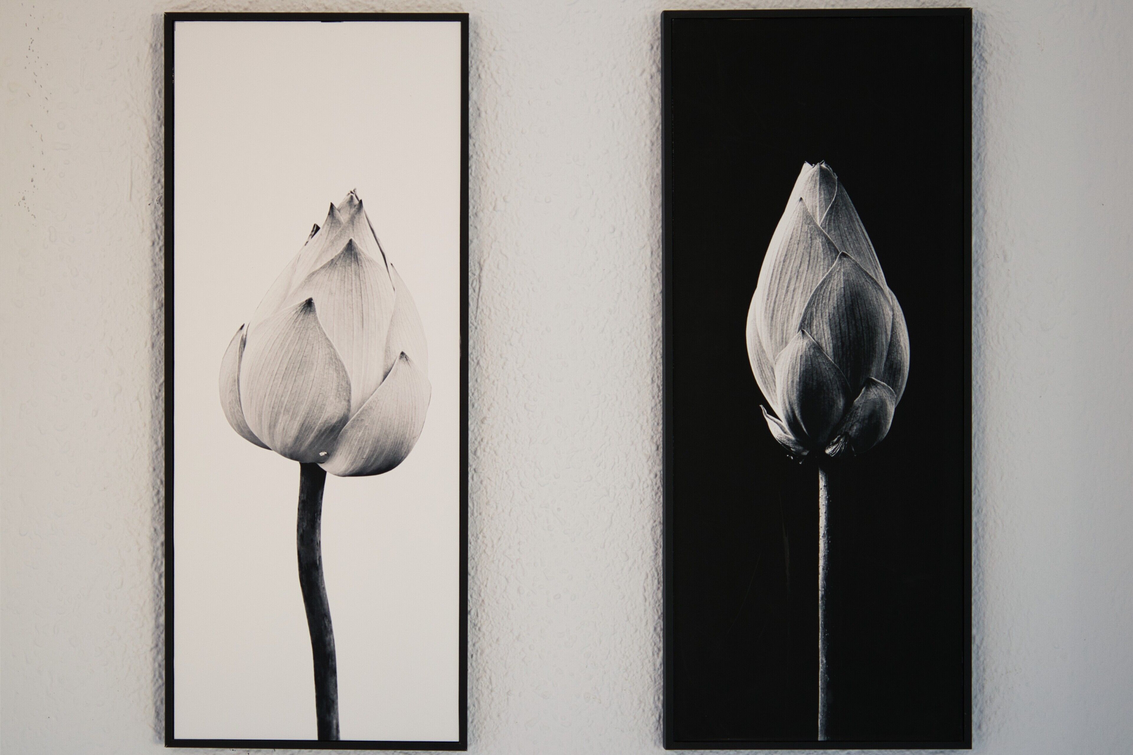 Two framed photographs of a budded flower against a wall.
