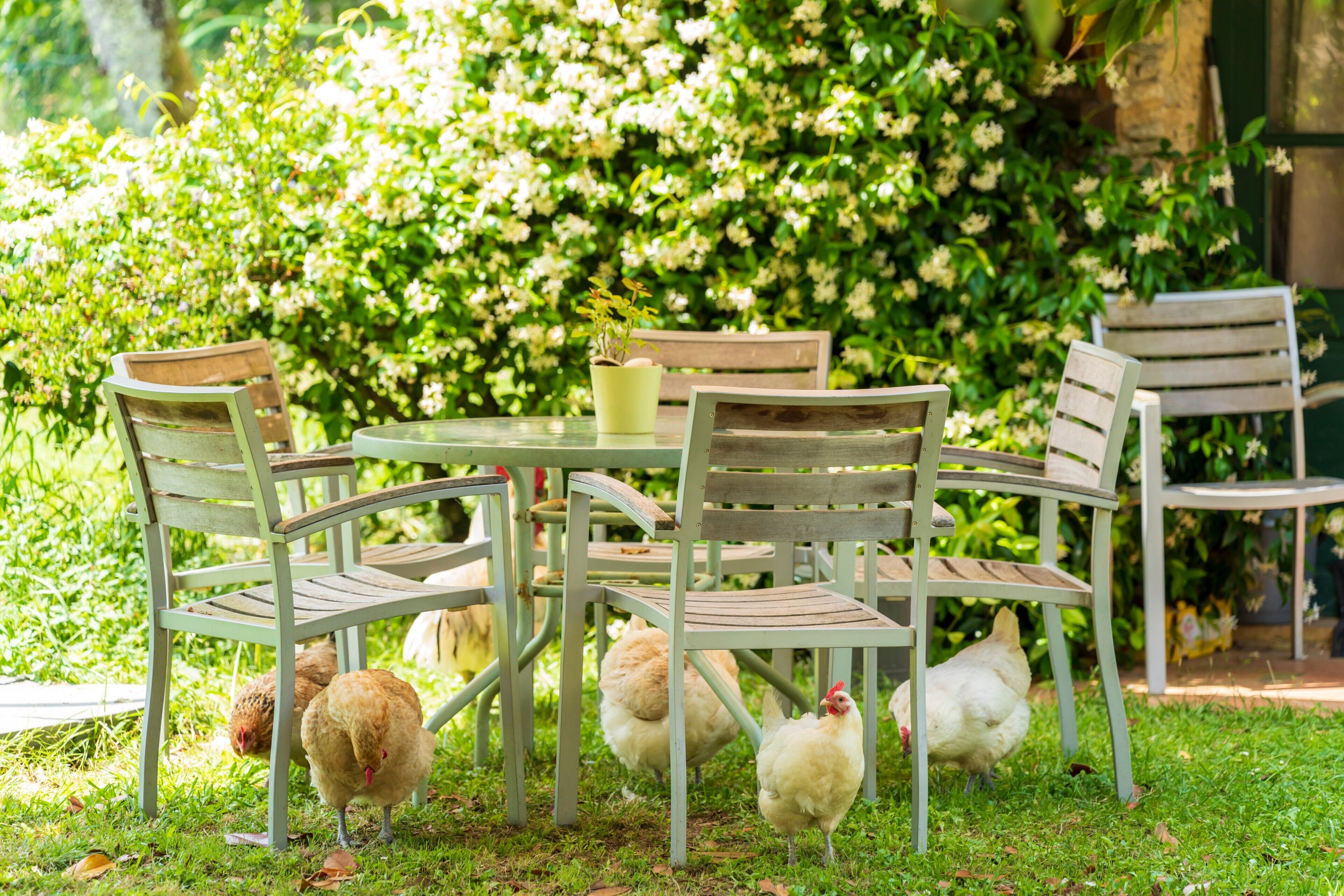 Una mesa redonda con sillas, rodeada de follaje y gallinas.