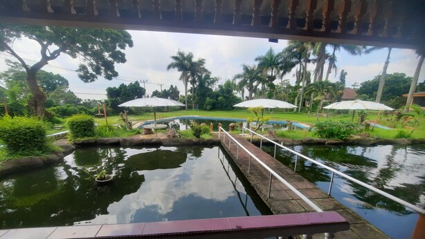 Vista de una zona de piscina con un puente, rodeada de exuberante vegetación y palmeras.