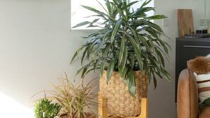 A living room with a large potted plant on a stand, a small table with a green pot, and a brown leather chair.