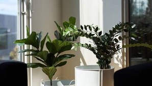 Una habitación moderna con ventanas amplias, dos plantas en macetas y un diseño minimalista.