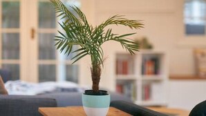 Una pequeña mesa de madera con una planta en una maceta blanca y azul.