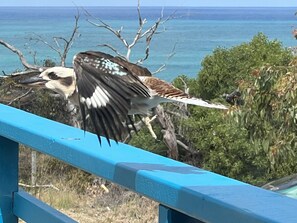 A bird perched on a blue railing overlooking a body of water. - Point Roadknight treasure (Anglesea)