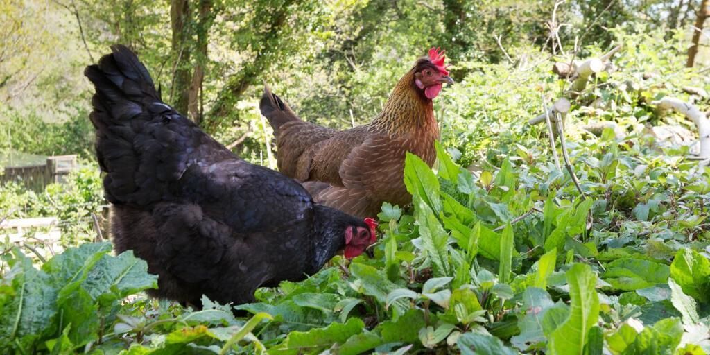 Two chickens in a garden with green foliage and trees in the background.
