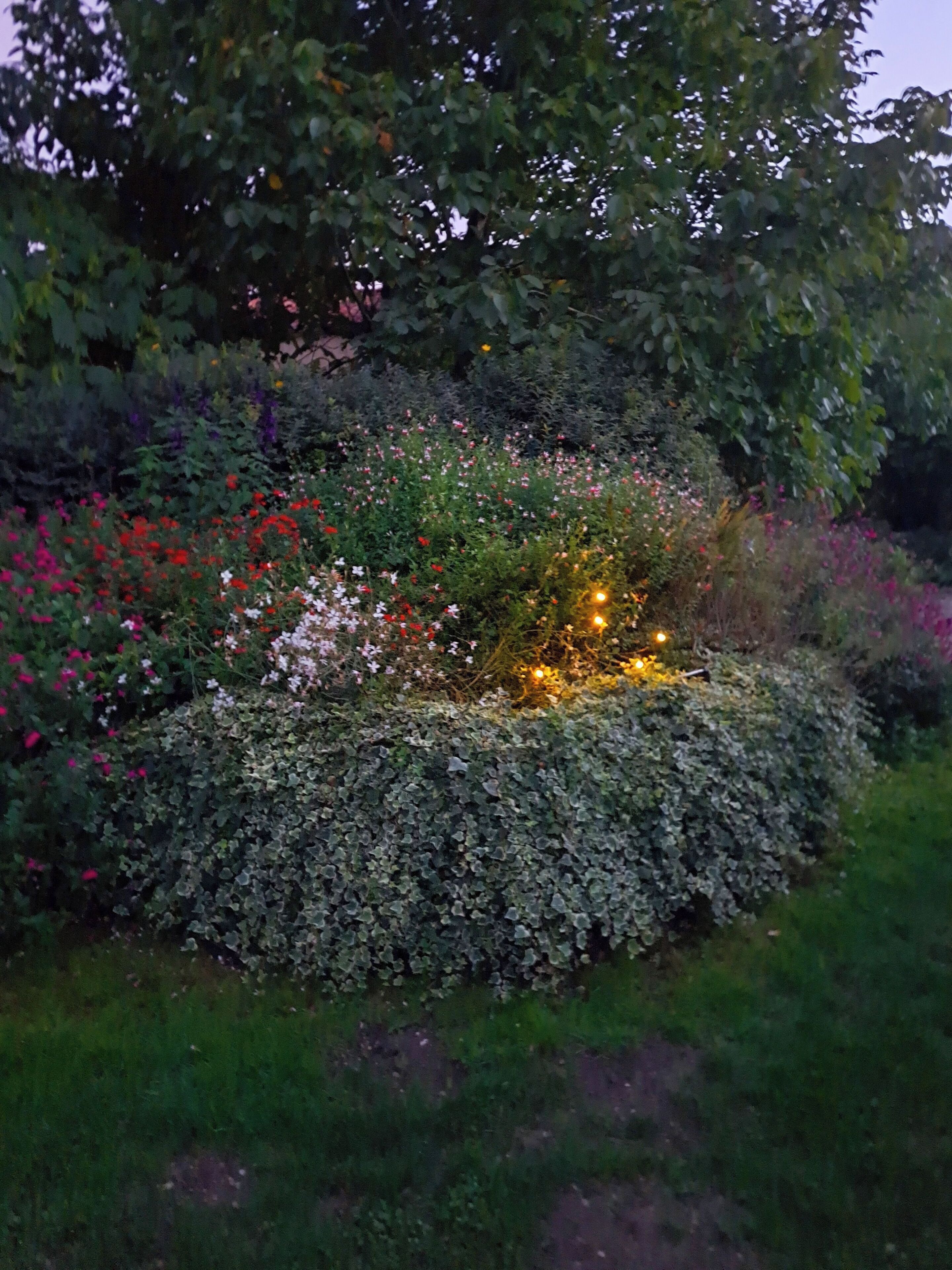Een tuin met verschillende planten en bloemen, verlicht met warme lichten.