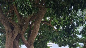 Ein verschlossenes Tor im Vordergrund mit einem großen Baum und im Hintergrund ein Gebäude.
