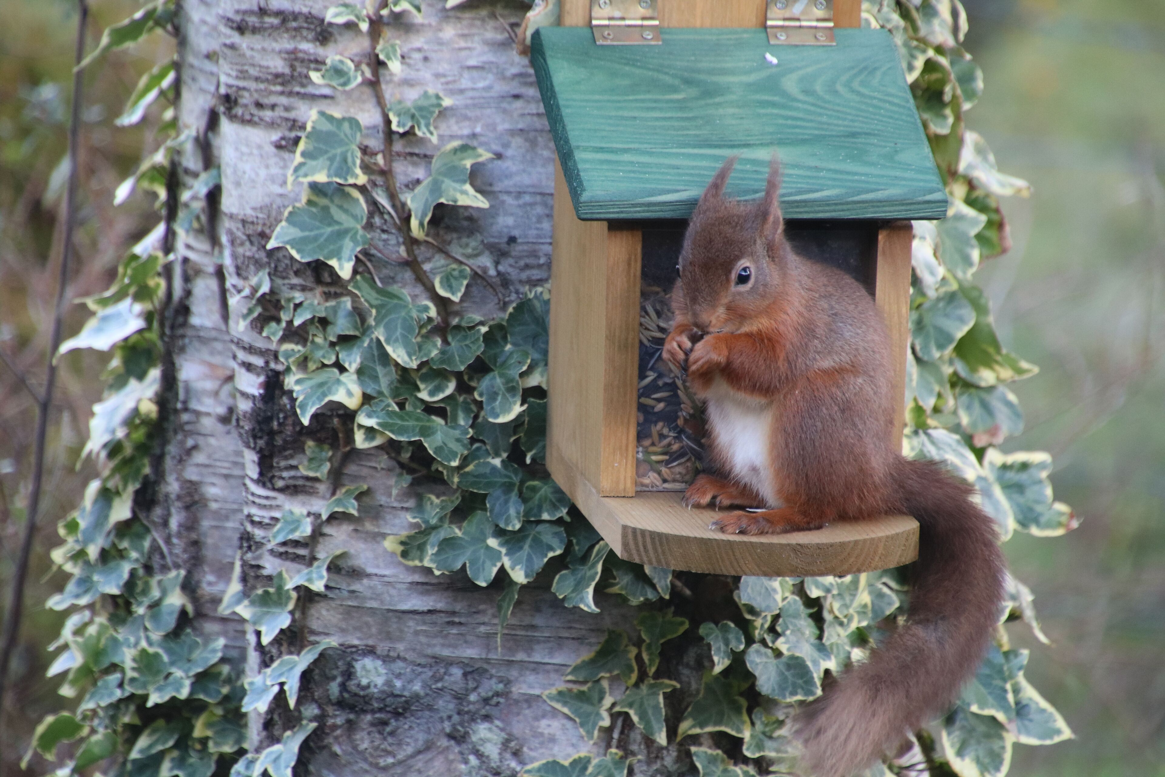 A squirrel on a wooden bird feeder attached to a tree with ivy.