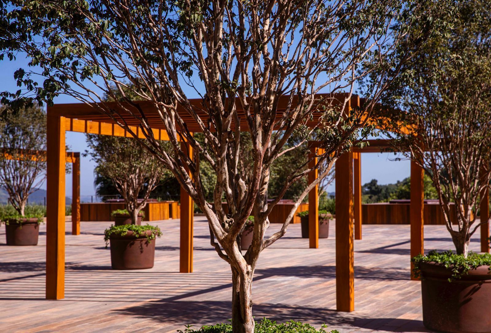Un árbol en el centro de un espacio exterior techado con vigas de madera y plantas en macetas alrededor.