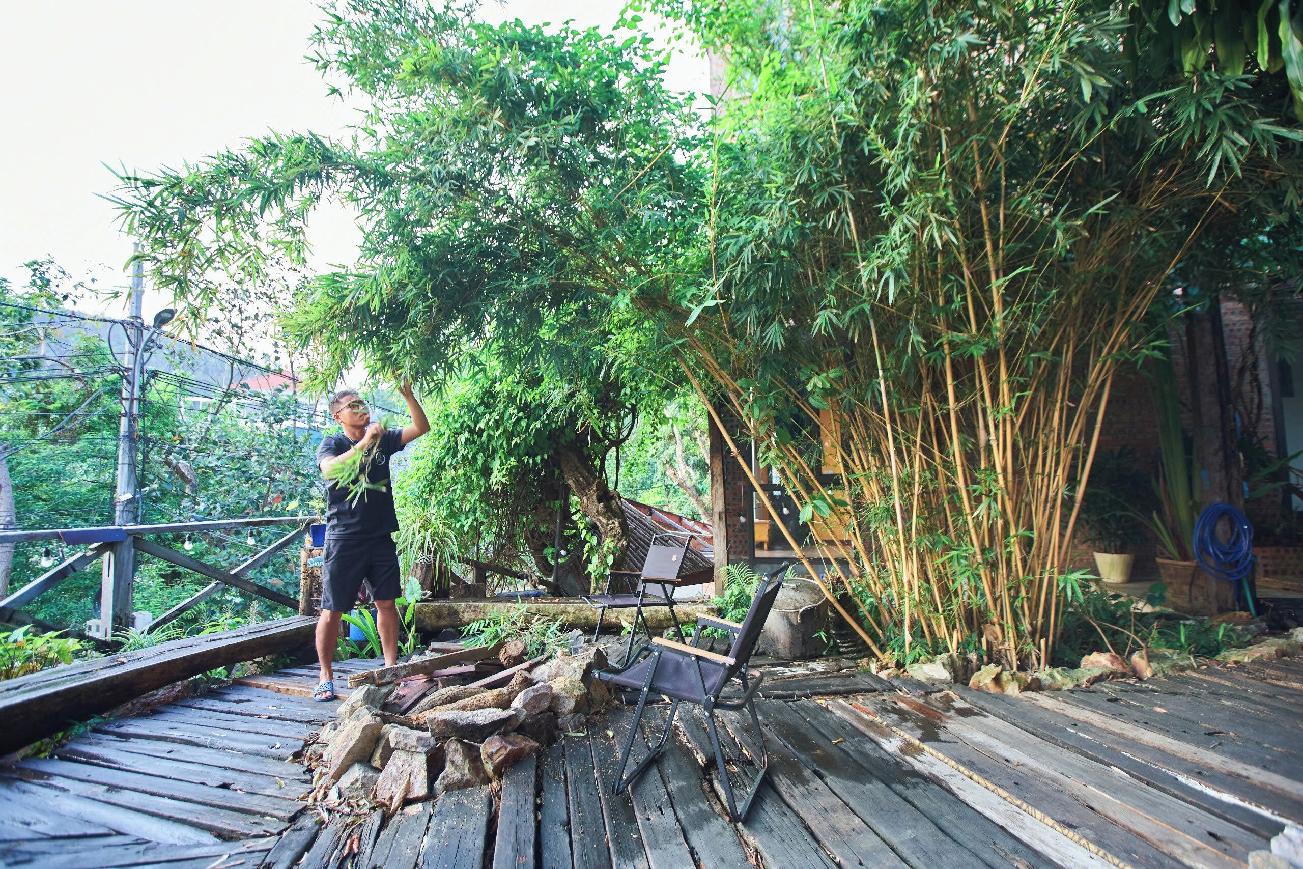 A wooden deck with a rustic bench, surrounded by bamboo plants and a large tree.