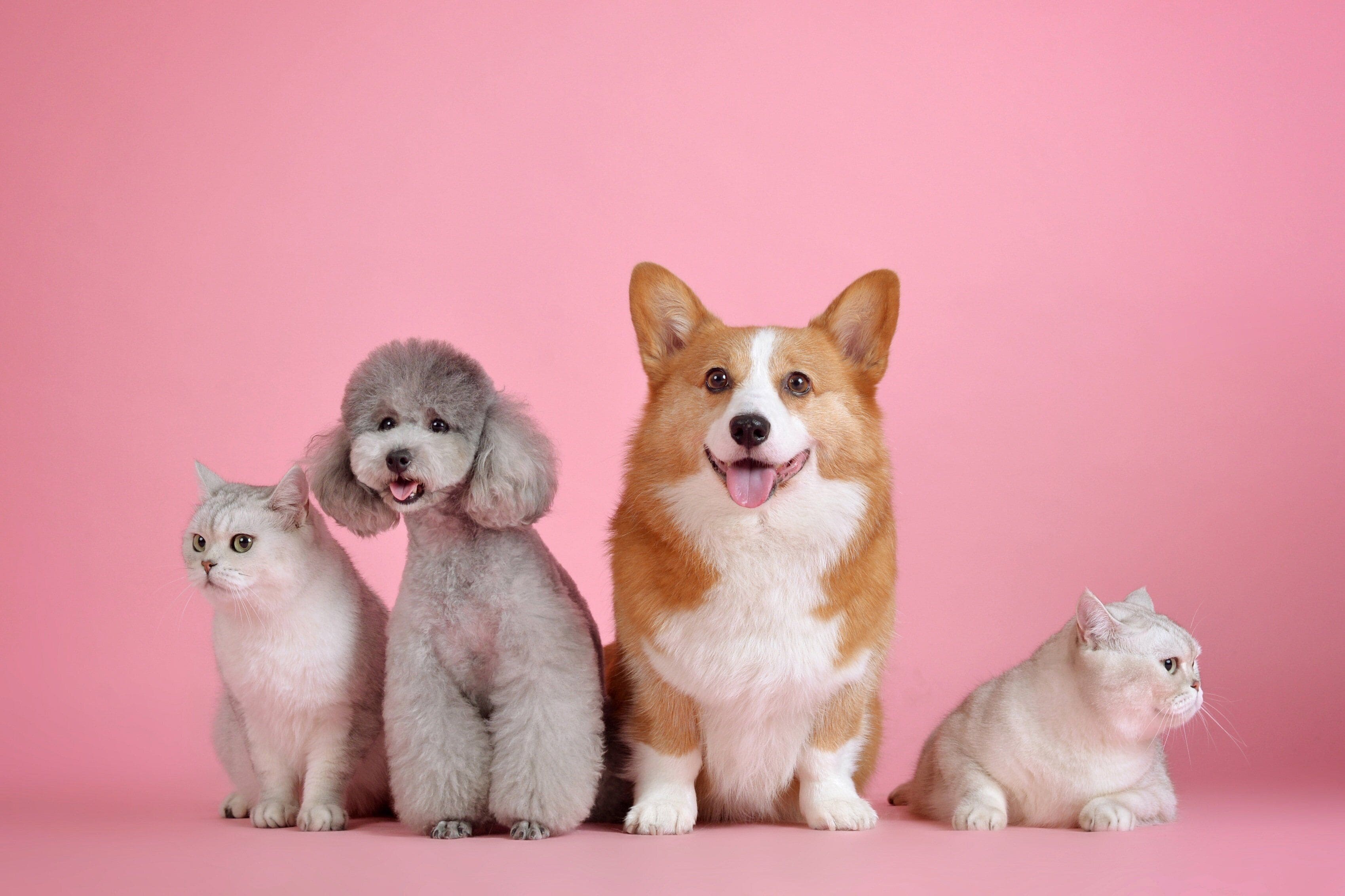 Four animals sitting on a pink surface.