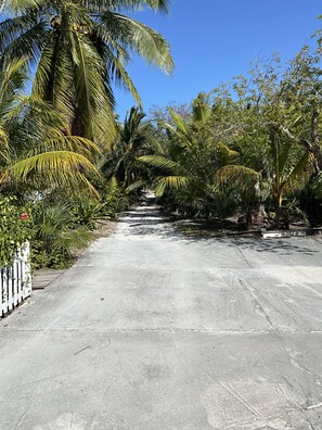 A paved pathway flanked by lush palm trees and greenery, leading into a shaded area. - The Pink @ Hoopers Bay Beach (Hoopers Bay)