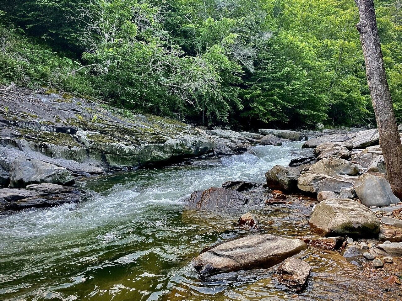 A rocky stream with clear water flowing over rocks, surrounded by dense green foliage.