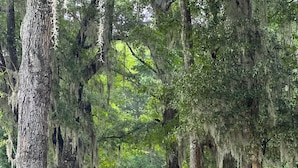 Un sendero bordeado por altos árboles cubiertos de musgo, que atraviesa un parque.