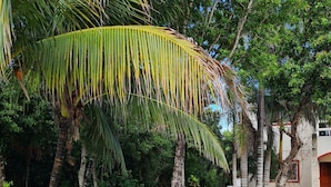 Un jardín con palmeras, un edificio blanco y un sendero.