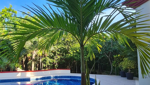 Piscina con una palmera en primer plano, rodeada de follaje y un cielo azul despejado.