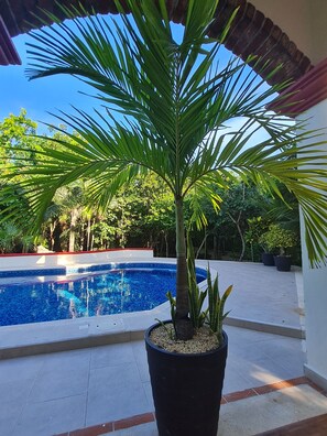 Piscina con una palmera en primer plano, rodeada de follaje y un cielo azul despejado.