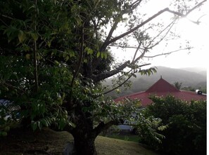 Surrounded by lush foliage, this serene landscape features a majestic tree and a charming building with a red roof.