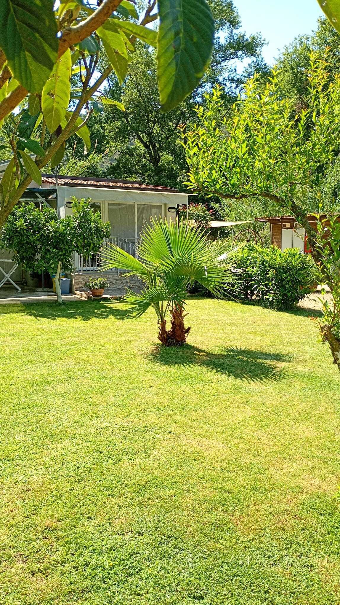 Ein gepflegter Rasen mit einer Palme, ein Haus mit einem Ziegeldach und im Hintergrund verschiedene Sträucher und Bäume.
