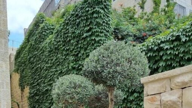 A stone pathway leading to a building with a stone wall and a small tree. - Cute Studio near Yad Vashem. Free street parking. (Jerusalem)