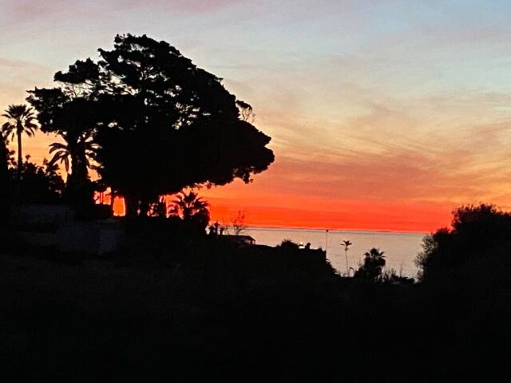 La silhouette d’un grand arbre se détachant sur le ciel au coucher du soleil.