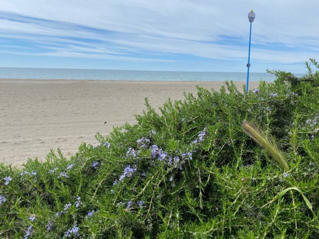Ein Strand mit blauem Himmel, sandigem Ufer und grüner Vegetation mit violetten Blüten.