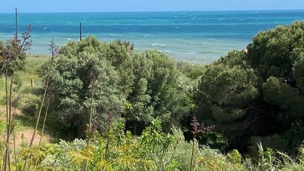 Un paysage côtier caractérisé par une végétation luxuriante et une vue sur la mer.