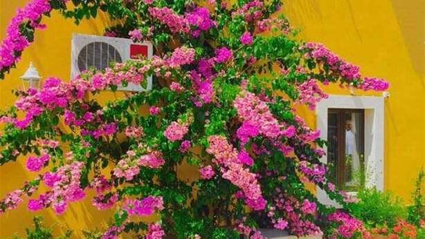 Un edificio amarillo vibrante con un árbol de flores rosas frente a él.