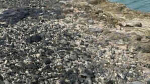 Une côte rocheuse bordée d’une eau calme, avec une végétation clairsemée et des bâtiments visibles au loin.