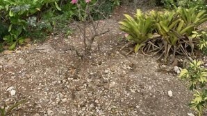 A garden with various plants and a palm tree. - Cozy Beach Condo (Rolletown)