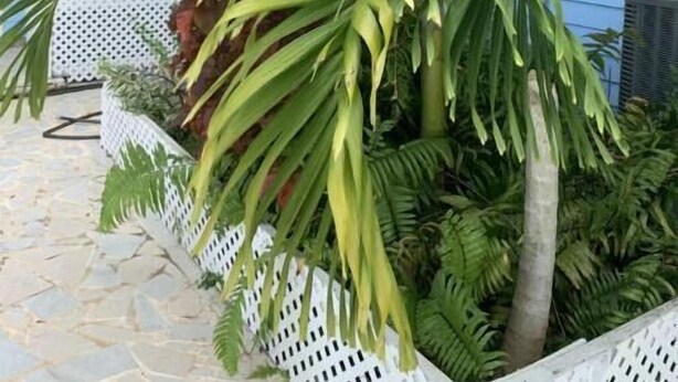 A blue building with a white porch and a large palm tree in the foreground. - Cozy Beach Condo (Rolletown)