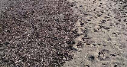 U Cavu 4 Chambres Ancienne Bergerie Rénovée à 5 mn de la Plage de Calalonga