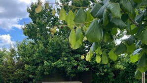 Une table de pique-nique se trouve dans un espace verdoyant, agrémenté d’arbres, avec une structure en bois en arrière-plan.