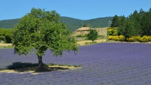 Um campo de lavanda com uma árvore em primeiro plano e um edifício de pedra ao fundo.