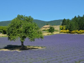 A lavender field with a tree in the foreground and a stone building in the background.