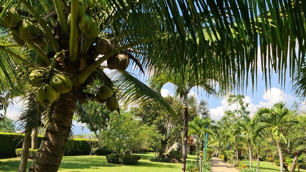 A pathway through a lush garden with palm trees and a variety of greenery. - Beautiful Bungalow With Shared Outdoor Pool (Cha-am)