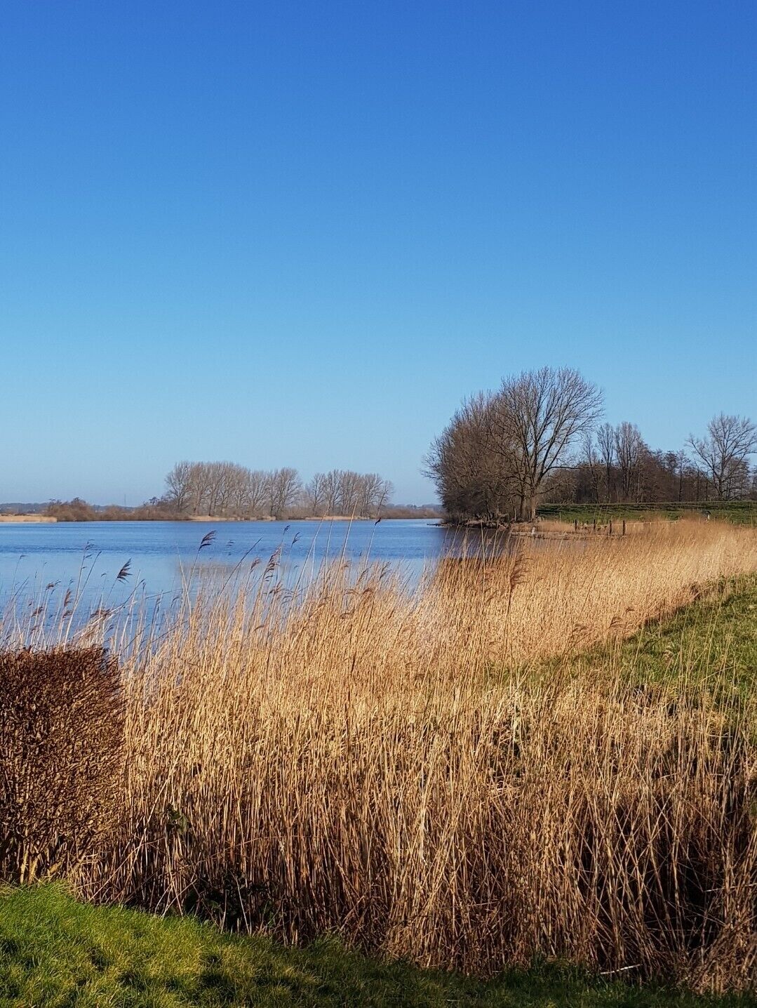 Eine natürliche Landschaft mit einem Gewässer, grünen Wiesen und kahlen Bäumen.