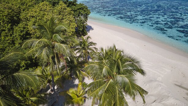 A beach with white sand and palm trees.