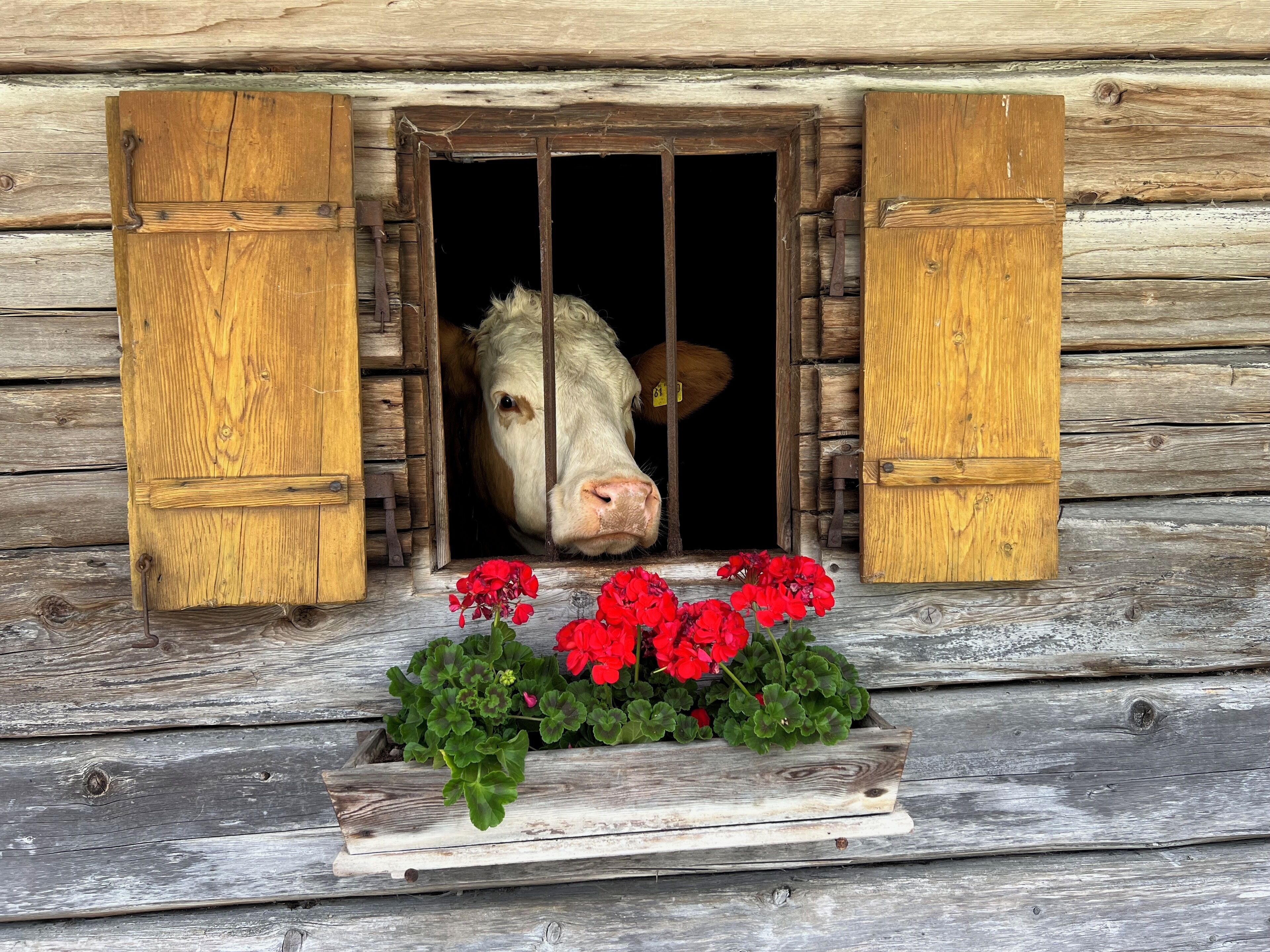 A rustic wooden building with a cow peering through a window with wooden shutters.