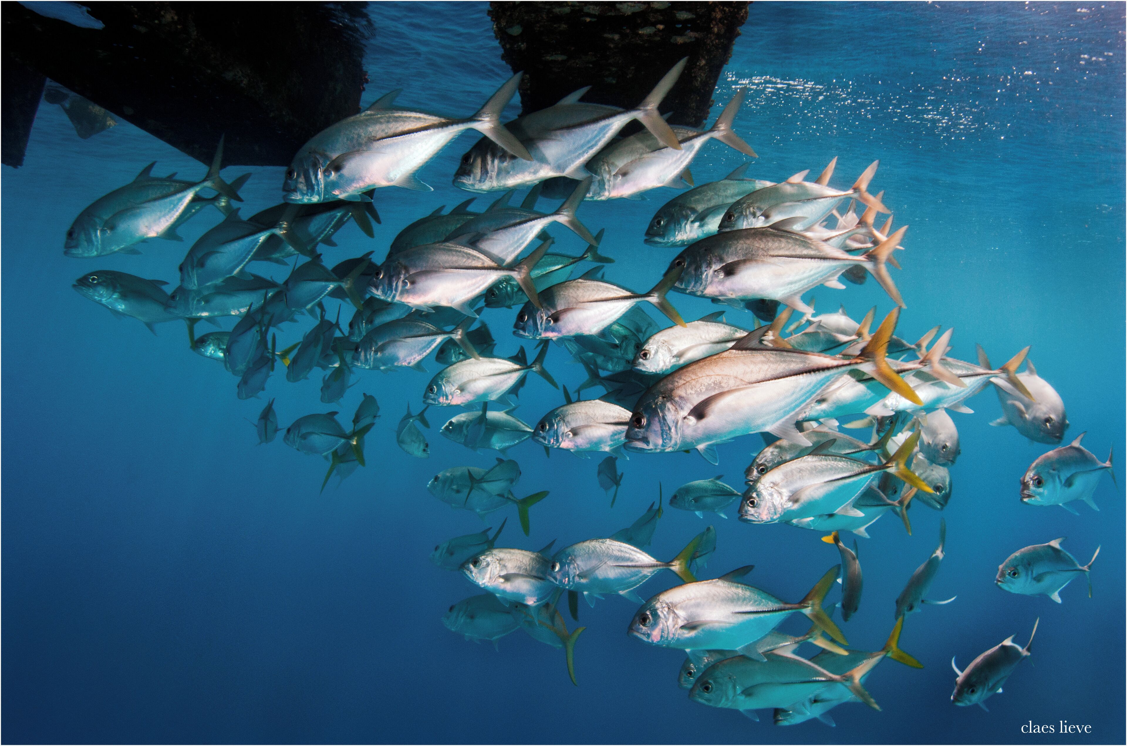 A school of fish swimming in the ocean.