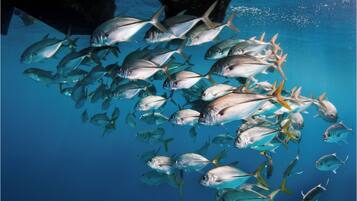 A school of fish swimming in the ocean.