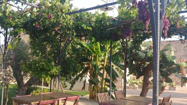 An outdoor seating area with tables and chairs under a pergola with grapevines. - MASSERIA LA MAESTA' 1511 (Sannicola)