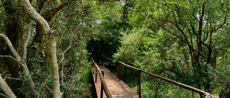 A wooden boardwalk through a forested area with dense greenery and trees.
