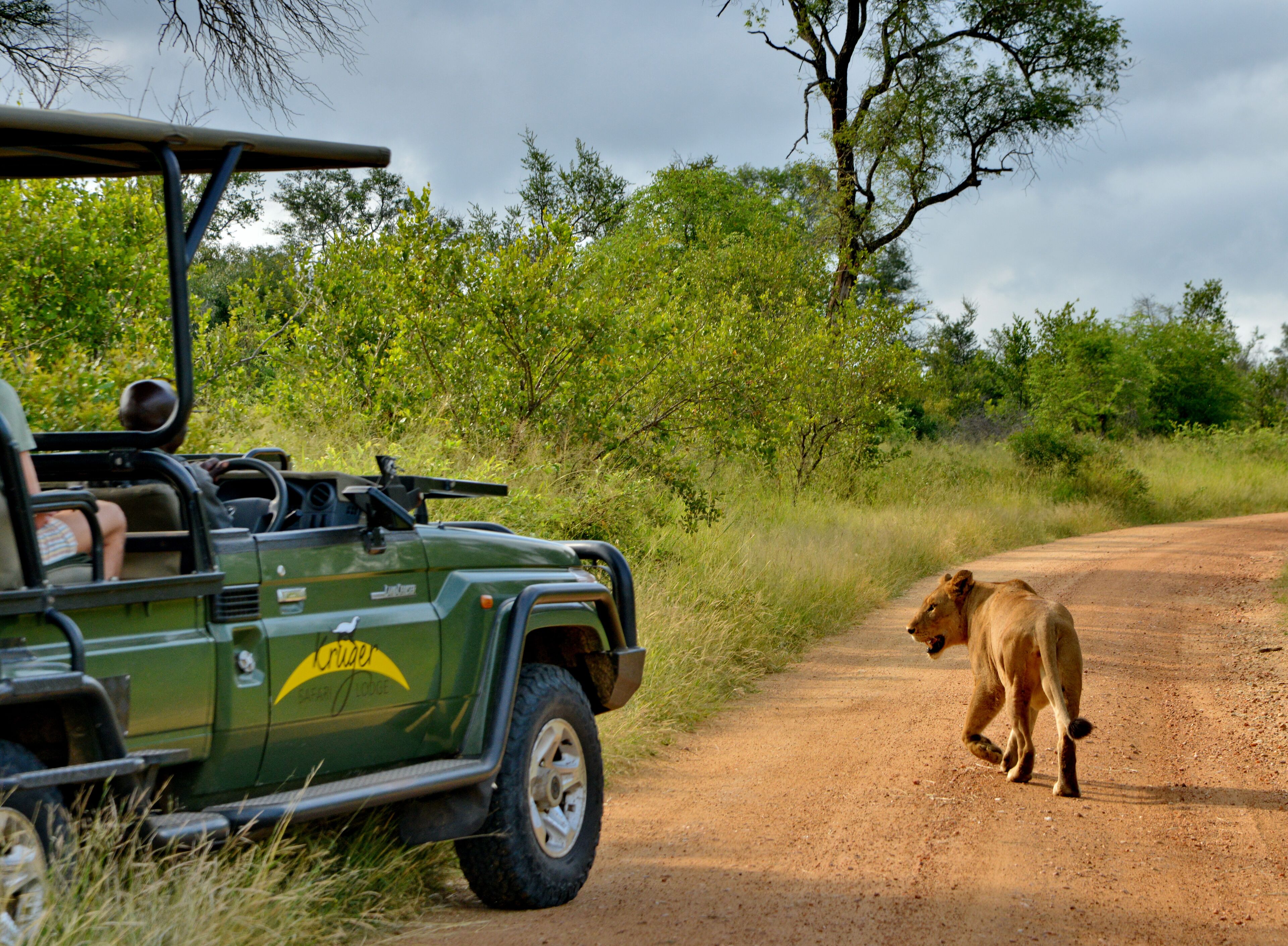 A safari vehicle parked on a dirt road with a lion walking beside it.