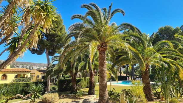 Ein Garten mit Palmen, einem Pool und Blick auf eine Stadt im Hintergrund.