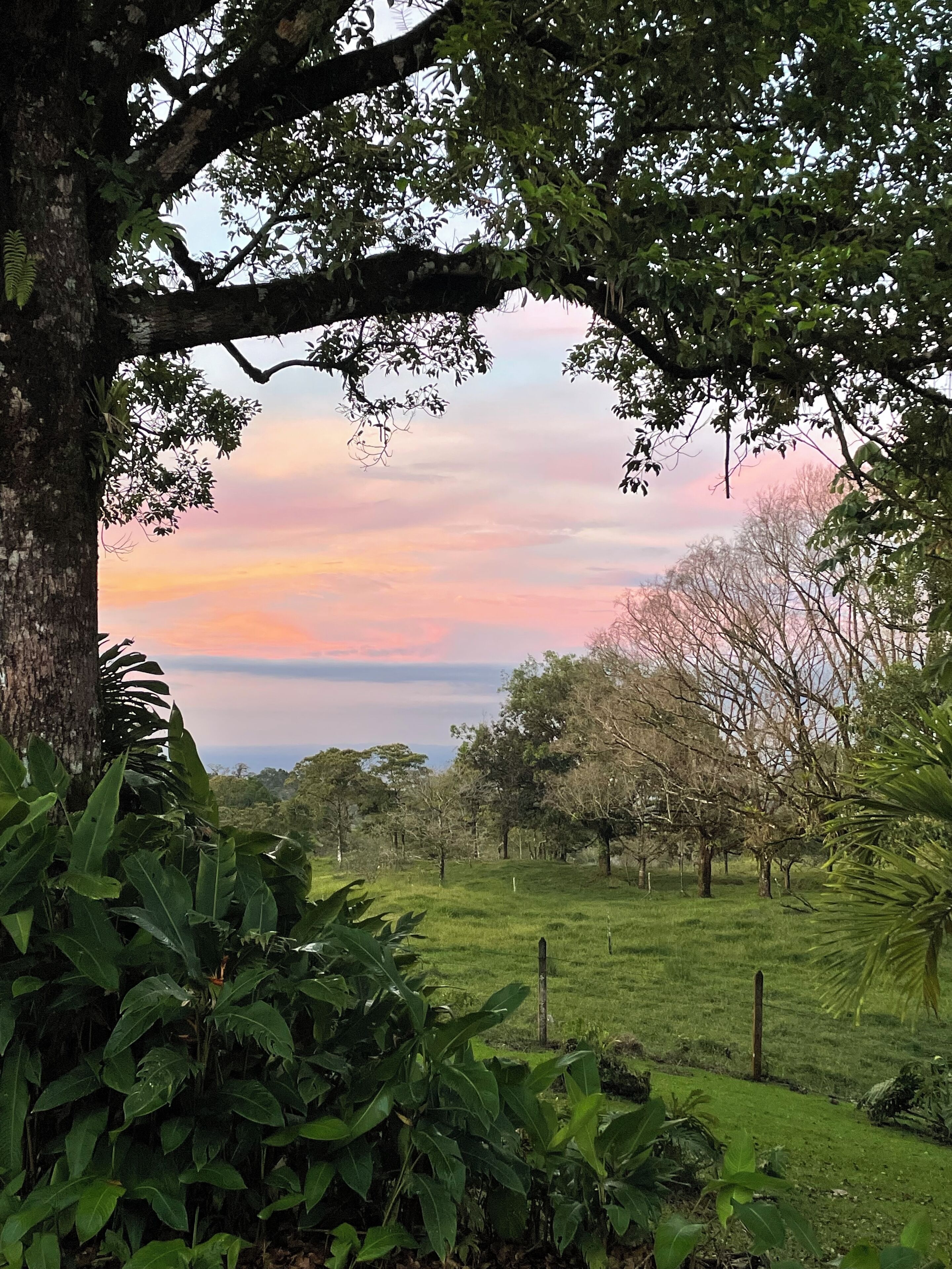 A lush green landscape with a large tree in the foreground and a view of the sky at sunset.